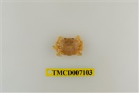 藏品(短刺伊氏蟹)的圖片